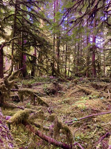 Lost in a magical forest. Olympic Peninsula, WA.