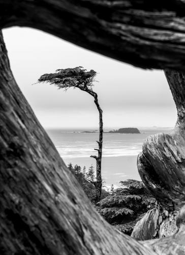 Misty afternoon at Cox Bay Lookout, Tofino, BC