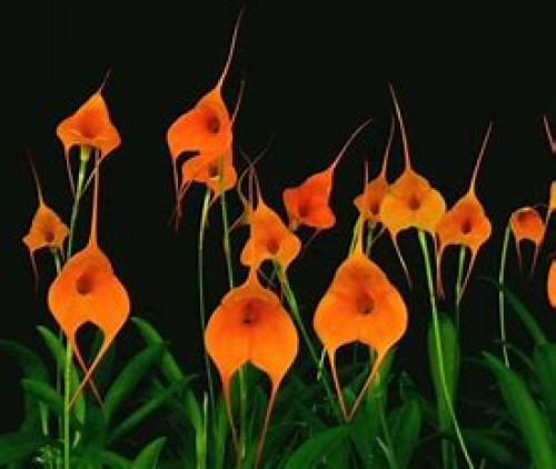 ORCHID: Masdevallia Caudata