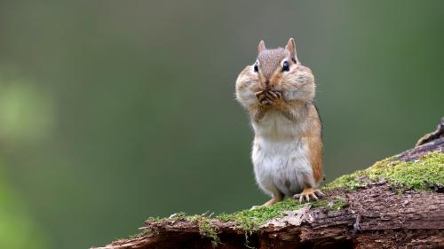 Chipmunk