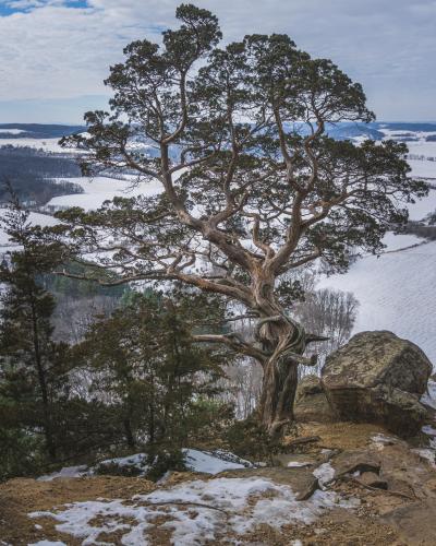 Ancient cliff side juniper at Gibraltar Rock, Wisconsin []