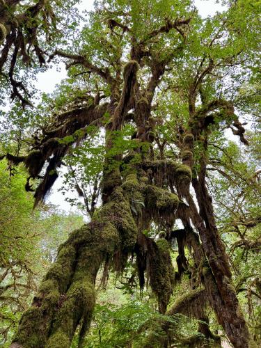 Mossy trees, Olympic Park, Washington