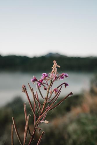 Early morning dew, flowers, and fog. Thank you Alaska.