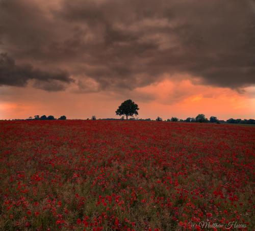 Moody Sunset over a poppy field in Didmarton