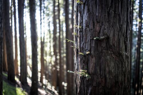 Muirwood Forest, California