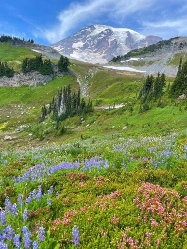 Morning at Mount Rainier