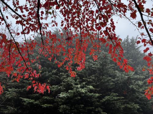 Misty morning in the PNW oc 4032 x 3024