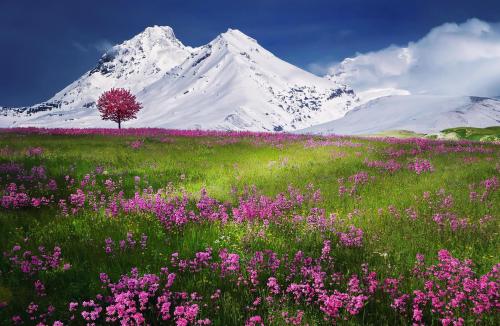 Stunning Alps Meadow