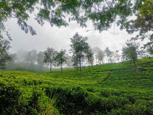 Foggy morning, Central mountains Sri Lanka