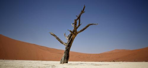 Dead camelthorn tree at Sossusvlei, Namibia