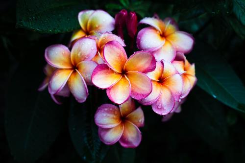 Flowers after the rain