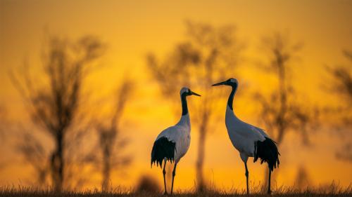 Beautiful Two Cranes in Field