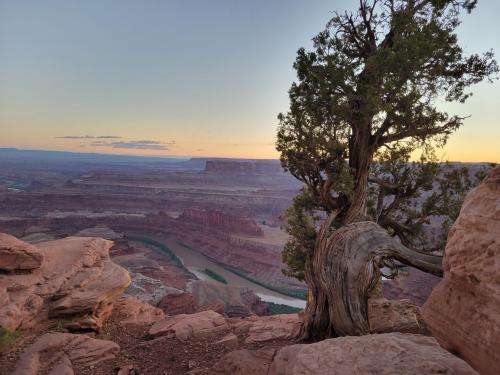 Lone tree at cliff's edge, Dead Horse Point, Utah