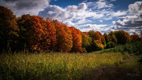 A beautiful autumn day, Ontario Canada.