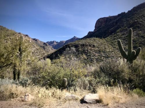 Sabino Canyon, AZ  [oc]