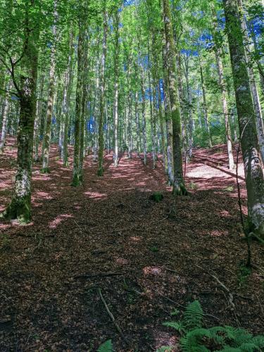 Forest in Kleines Wiesental, Germany  L