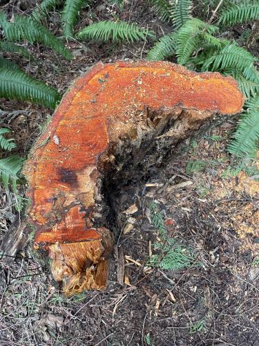 I cut this tree  down a week ago and the stump has turned orange! Anyone have any insights as to why this happened?