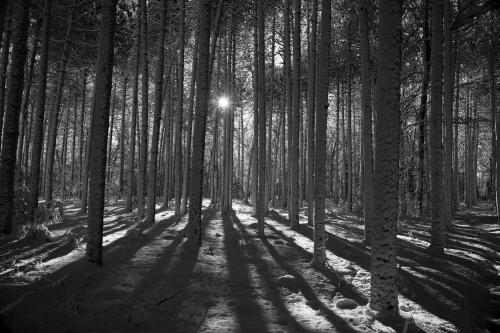 Snow-covered forest in Peshtigo, WI  []