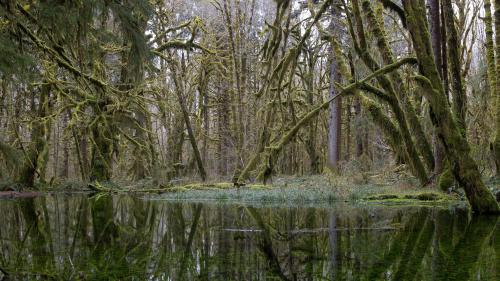 Beautiful greens in the Quinault Rainforest. Washington, USA.