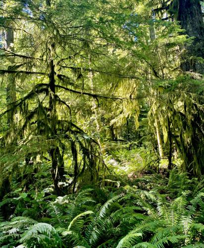 Bright and lush Oregon forest