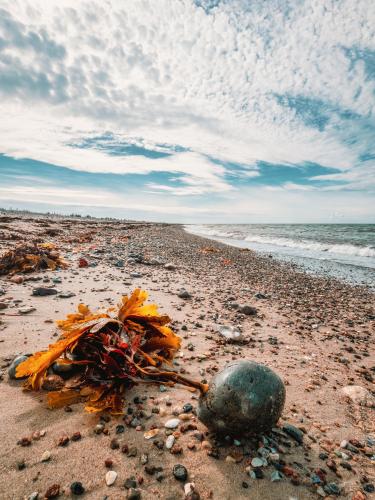 Algaenade on the beach of Fehmarn, Germany