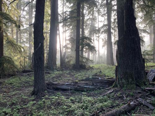 A morning moment. Mt. Hood, OR on the PCT