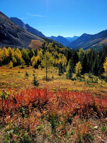 Larch season at Ptarmigan Cirque, Kananaskis Canada