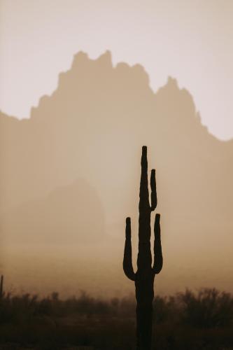 Saguaro Cactus, Kofa National Wildlife Refuge, Arizona