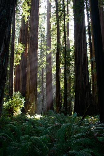 Sunny rays through some giants at Redwood National Park, California.