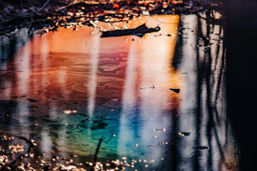 Decaying vegetation creates natural oils creating Swamp Rainbow