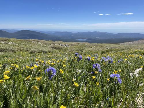 Wildflower Season, Mt. Flattop, CO