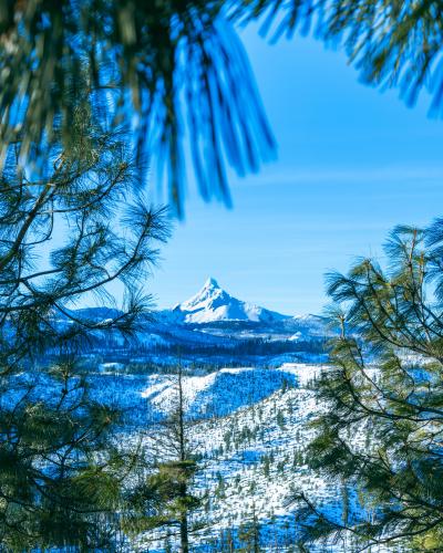 Gazing through the Pines at Mt. Washington, Cascade Mountain Range, Oregon USA