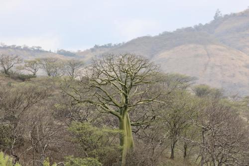 Ceibo tree. Catacocha - Loja - Ecuador