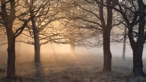 Morning warmth in Sweden