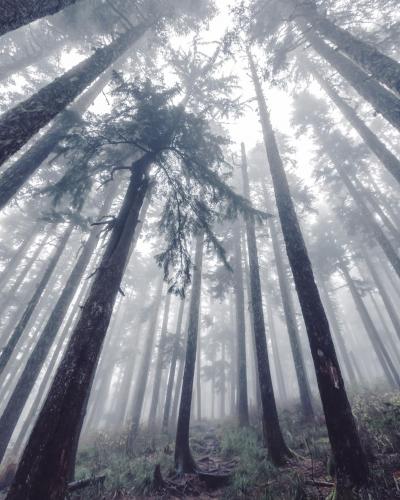 Foggy woods of Oregon