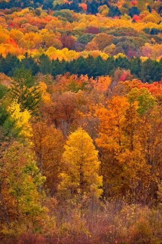 Fall colors in Hinckley, Ohio