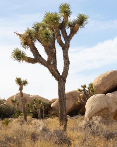 One of the most lively deserts I’ve had the pleasure of visiting. Joshua Tree National Park.
