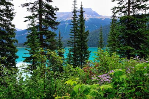 Emerald Lake: Yoho, National Park, British Columbia