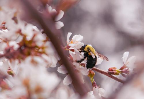 Bee amidst cherry blossoms