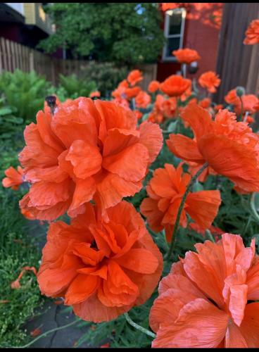The poppies that bloom in my back yard. Eager for spring ❤️