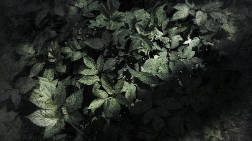 Forest Weeds