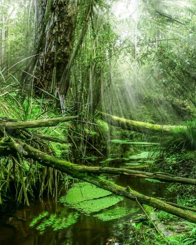 Small river in Labertouche Creek Bushland Reserve after rain, Australia IG steven.sandner