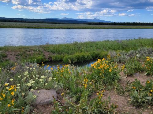 Wildflowers by a stream in Idaho