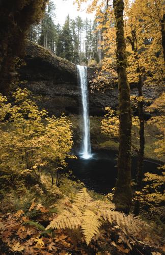 Golden Foliage at the Silver Falls | OC |  | Oregon USA