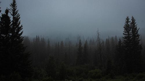  - Misty Forest - Alberta, Canada [2048x1152]