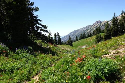 Wildflowers: Grand Teton National Park