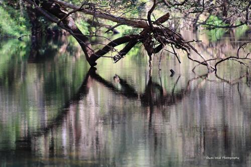 Hillsborough River State Park, Tampa FL