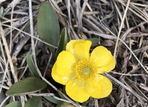 Sagebrush buttercup