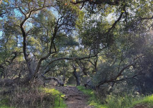 The unique oakwoodlands of Southern California on the Solstice