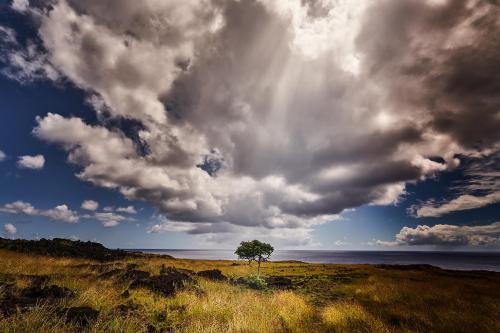 Lonely Tree, Rapa Nui, Chile  @manuelfuentesphoto